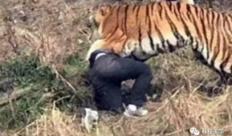 老虎视频,探索动物世界的神秘与魅力